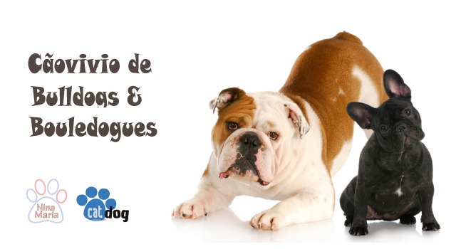 Cartaz Cãovivio de Bulldogues e Bouledogues.