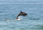 golfinhos visitam praia de leça