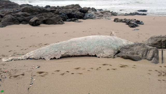 Baleia morta na Praia de Fuzelhas