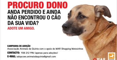 Cães são modelos fotográficos