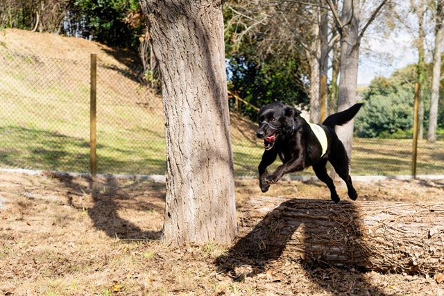 Dog Park Matosinhos