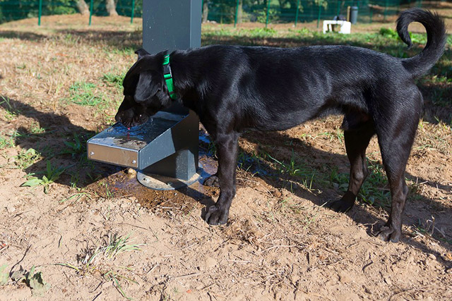 Parque Canino da Seara