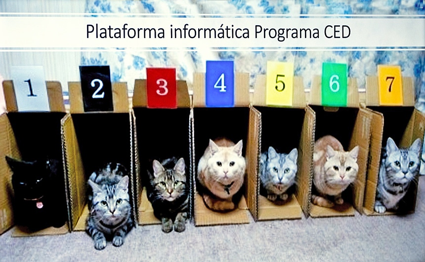 Plataforma monitoriza gatos de rua