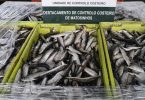 Apreensão de sardinha por pesca proibida em Matosinhos