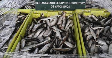 Apreensão de sardinha por pesca proibida em Matosinhos