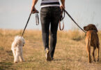 Dog Walking e Pet Sitting